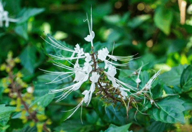 kumis kucing Tanaman Obat Tradisional