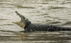 images - 2024-03-14T190800.065