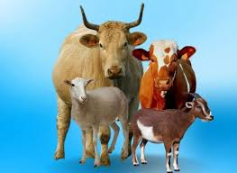 download - 2024-06-19T152631.767