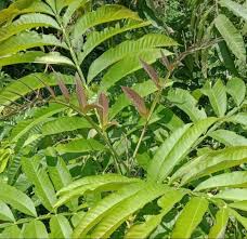 download - 2024-08-23T154115.636