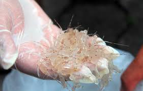 download - 2024-10-16T150218.618