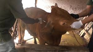 images - 2025-01-28T091408.292