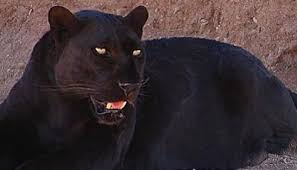 images - 2025-03-28T180223.735