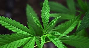 download - 2025-04-20T161548.015