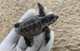 download - 2025-06-21T174124.774