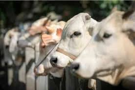 images - 2025-06-07T141904.358