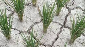 images - 2025-06-07T162214.870