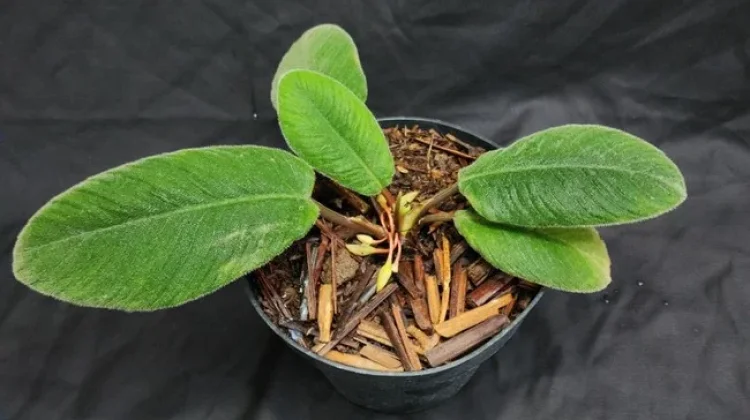 full_1773238230584944_d0a72f4870_berita_bengkulu