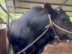 68b5f_sapi-presiden
