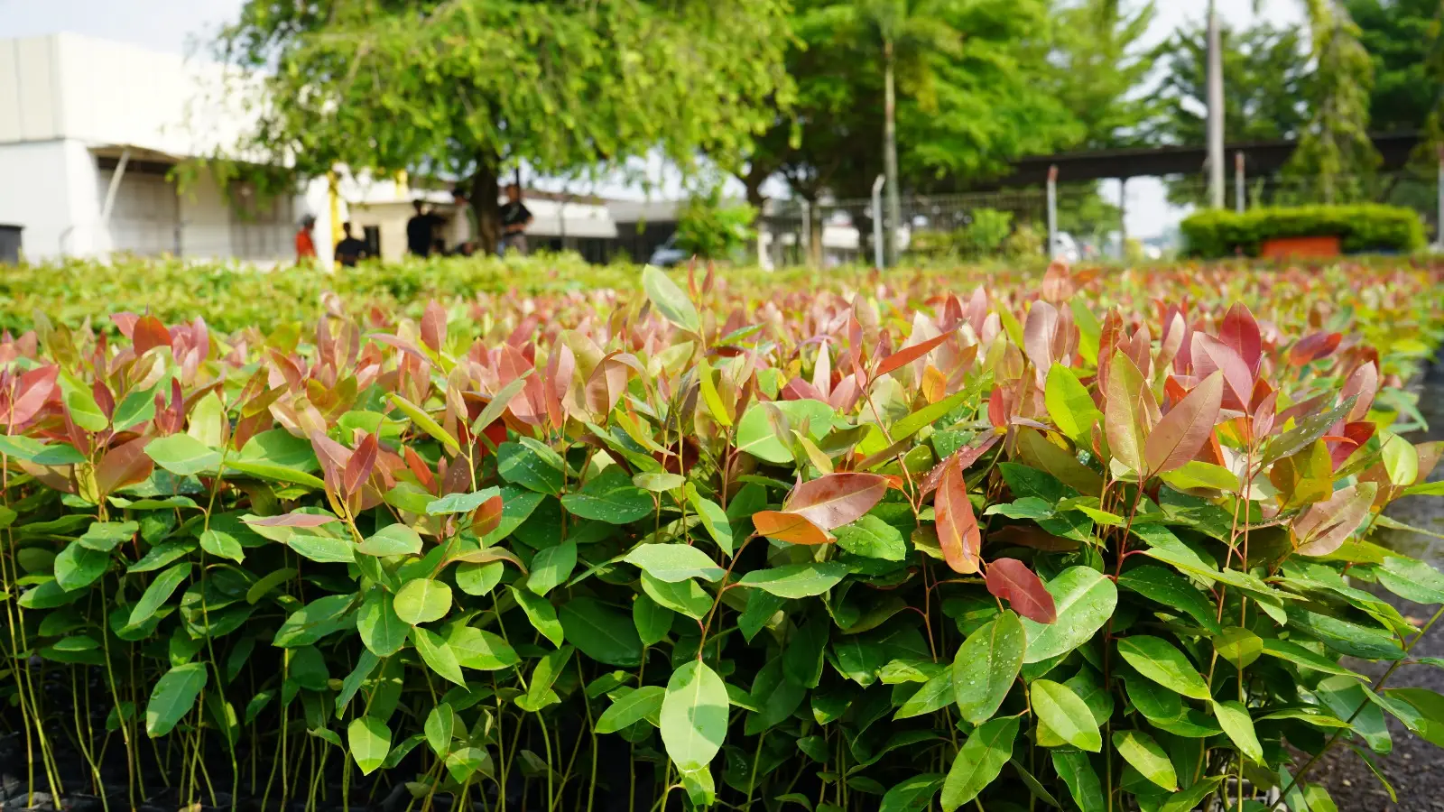 1781429002789889_b700f93ad5_whatsapp-image-2026-06-14-at-131456
