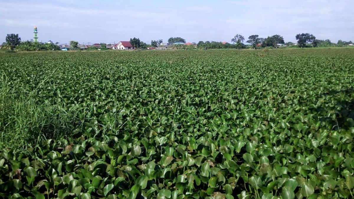 danau-di-martubung-medan-penuh-eceng-gondok-datuk-haris-detikcom-2_169