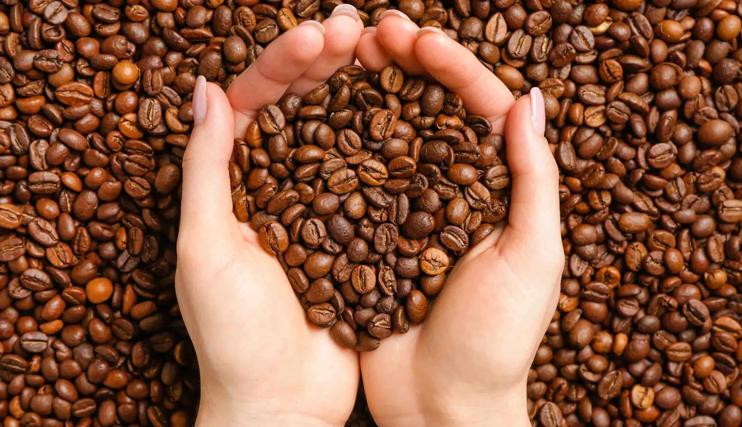 Keunggulan Kopi Premium yang Perlu Kamu Ketahui_desk.jpg