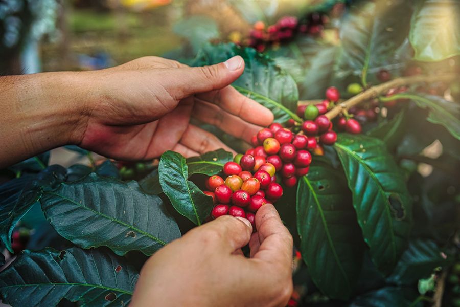 biji-kopi_kbjtr