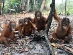 151027123533_orang_utan_976x549_afpbosf.jpg