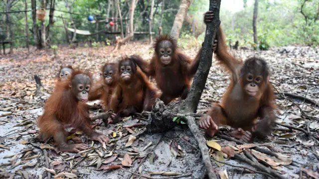 151027123533_orang_utan_976x549_afpbosf.jpg