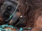 orangutan-sesak-napas-1788148843347_169