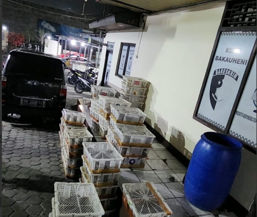 bawa-832-ekor-burung-tanpa-dokumen-dua-pria-dan-suzuki-apv-diamankan-di-bakauheni