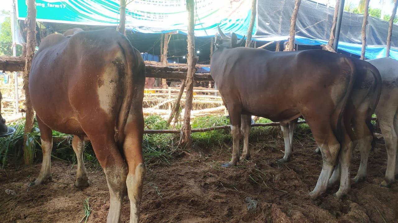 bomba-grup-bantu-5-ekor-sapi-untuk-pengurus-badar-sumsel-220802f-rev2.jpg