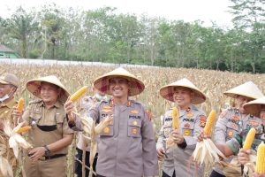 kapolres-oki-panen-jagung-perdana-di-lahan-polsek-mesuji-makmur-2208024-rev1.jpg