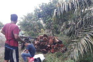 harga-tbs-sawit-di-mukomuko-naik-rp20-rp60kilogram-220802r-rev1.jpg