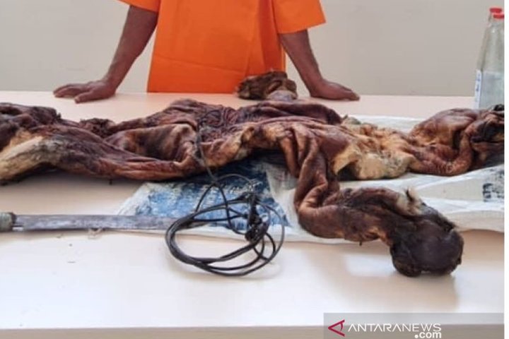 polda-riau-dan-bksda-gagal-memperdagangkan-kulit-harimau-220802n-rev1.jpg