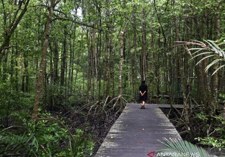 kehati-rehabilitasi-ekosistem-mangrove-mesti-melibatkan-masyarakat-220802z-rev1.jpg