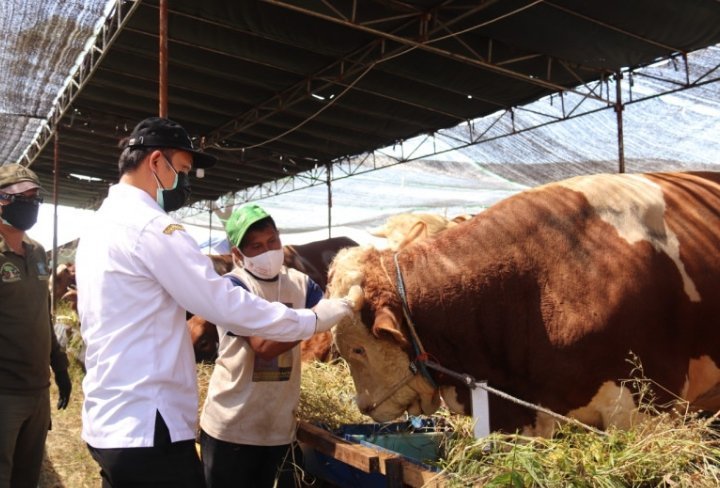 dkpp-nyatakan-ratusan-hewan-kurban-di-surabaya-sehat-220802m-rev1.jpg