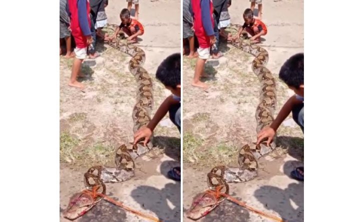 ular-sanca-7-meter-gemparkan-warga-kayuara-oki-220802g-rev1.jpg