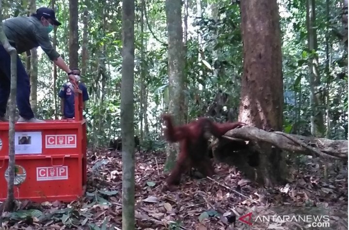 cop-bksda-kaltim-lepas-liarkan-orangutan-di-sungai-lesan-220802h-rev1.jpg