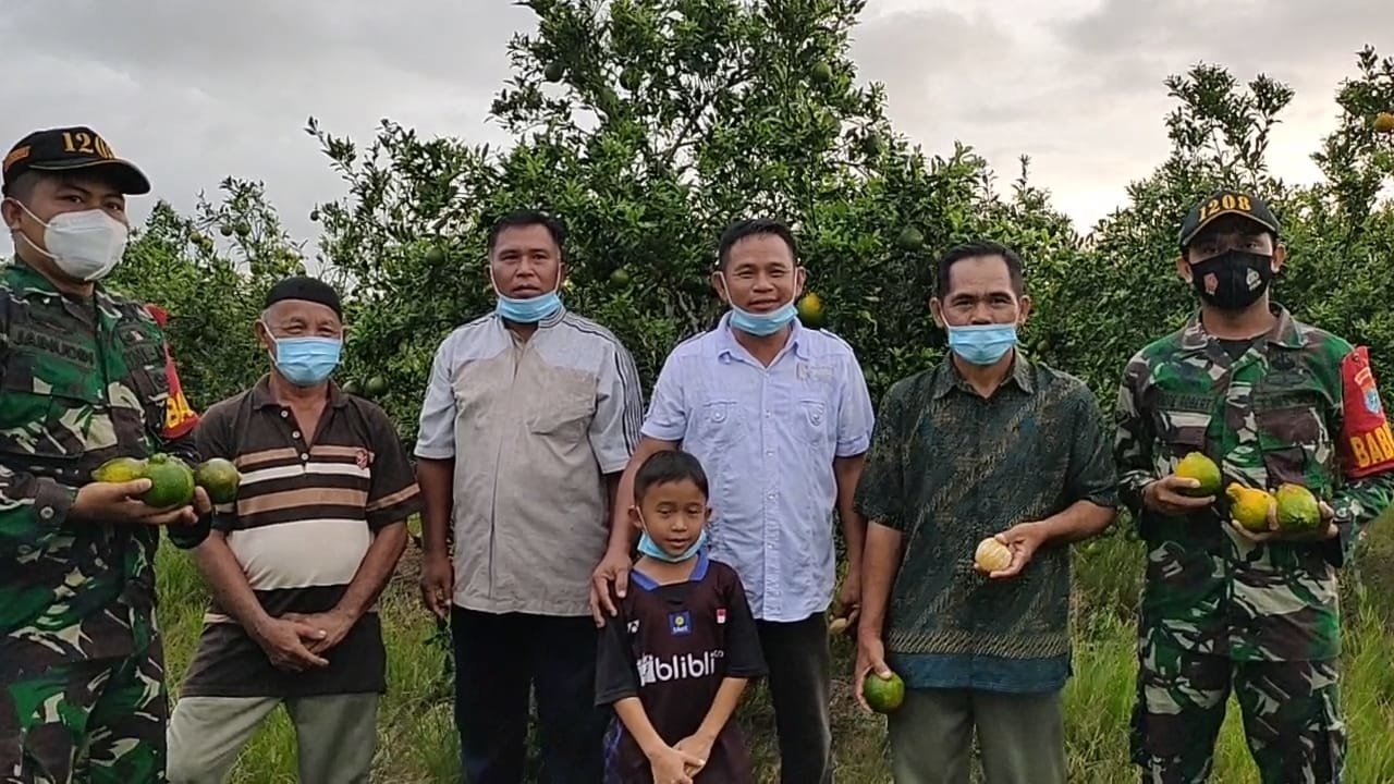 membantu-perekonomian-masyarakat-di-saat-pandemi-covid-19-koramil-1208-03tebas-melalui-babinsa-bantu-petani-jeruk-220802e-rev1.jpg