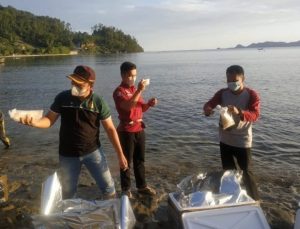 kkp-lepasliarkan-134990-benih-lobster-di-sumatera-barat-2208025-rev1.jpg