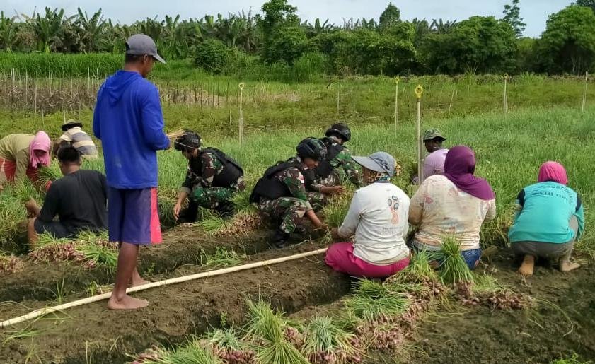 satgas-yonif-512-bantu-masyarakat-panen-bawang-merah-di-keerom-papua-220802n-rev1.jpg
