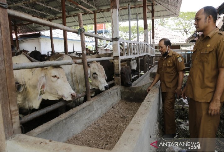 banda-aceh-sediakan-ratusan-ekor-sapi-untuk-kebutuhan-daging-ramadan-2208025-rev1.jpg
