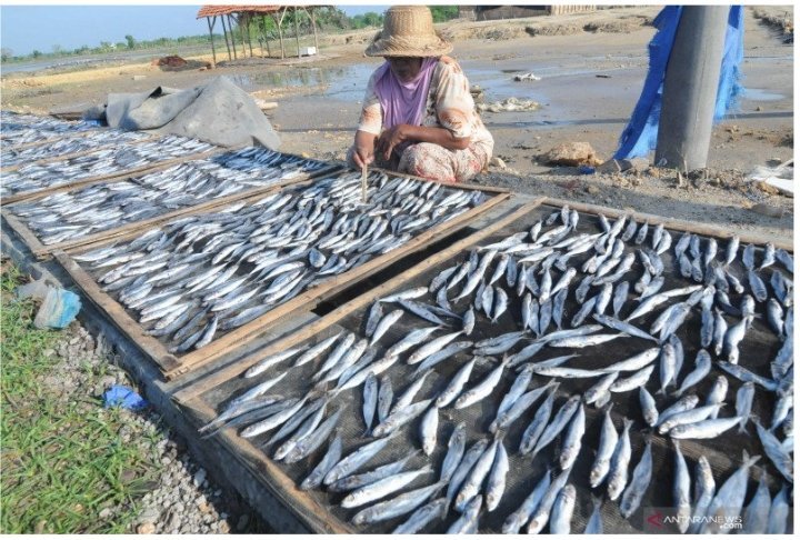 kkp-dorong-peningkatan-mutu-ikan-sarden-di-forum-internasional-220803r-rev1.jpg