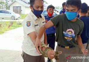 satpol-pp-landak-damkar-mengadakan-pelatihan-menangkap-ular-220803n-rev1.jpg