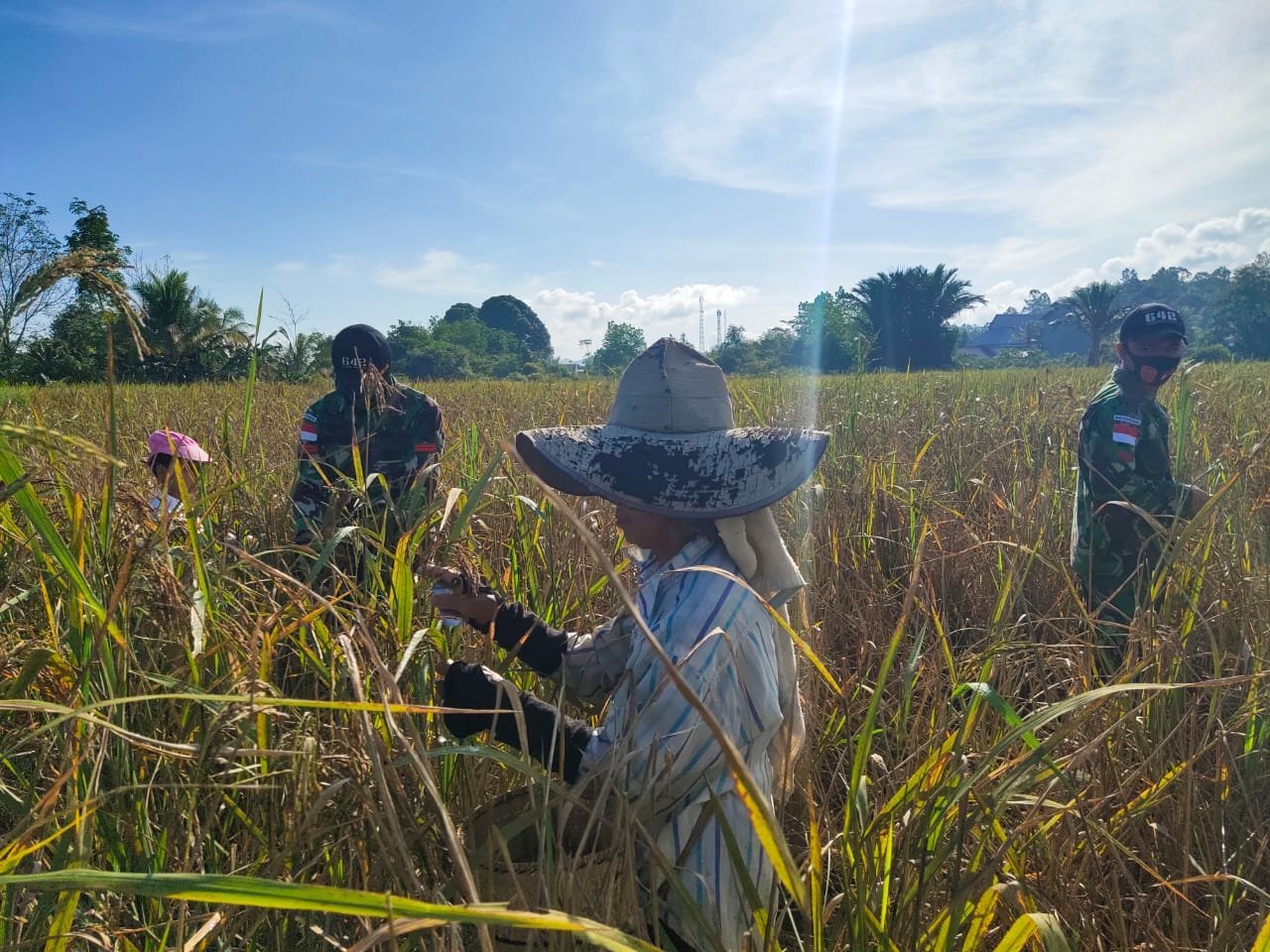 musim-panen-di-perbatasan-satgas-yonif-642-terjun-langsung-ke-sawah-membantu-warga-memanen-padi-2208039-rev1.jpg
