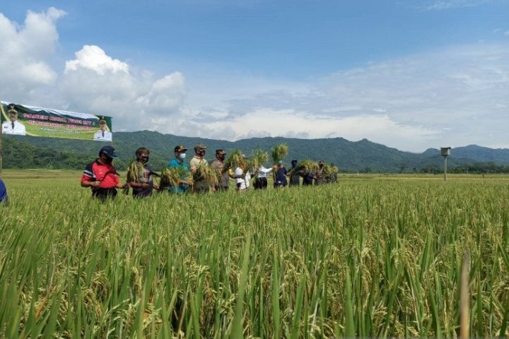 pemkab-kulon-progo-cetak-sawah-baru-50-hektare-per-tahun-220803g-rev1.jpg
