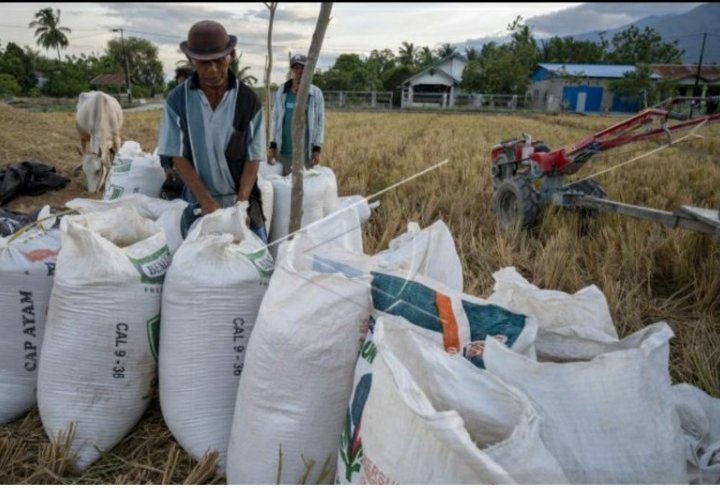 produksi-padi-di-sulteng-selama-2020-alami-penurunan-akibat-banjir-220803w-rev1.jpg