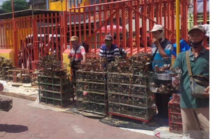 penjual-burung-pipit-pasrah-omset-turun-50-persen-saat-imlek-220806b-rev2.jpg