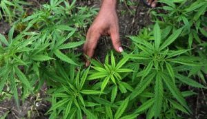polisi-tangkap-juru-parkir-di-medan-karena-tanam-ganja-220806s-rev2.jpg