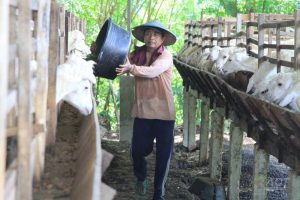 global-qurban-act-siapkan-hewan-kurban-terbaik-bersama-peternak-lokal-220806w-rev3.jpg