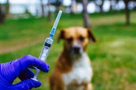 dinkes-mukomuko-pastikan-stok-vaksin-anti-rabies-cukup-220928c.jpg