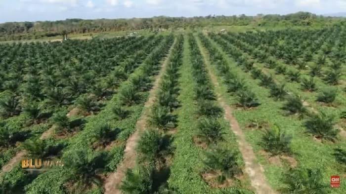 kejati-ada-tersangka-baru-kasus-tanam-ulang-sawit-di-bengkulu-221222m.jpg